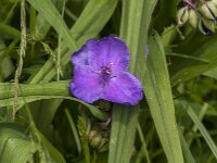 Tradescantia virginiana 21, Eendagsbloem, Saxifraga-Jan Van der Straaten