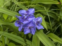 Tradescantia virginiana 22, Eendagsbloem, Saxifraga-Jan Van der Straaten