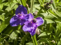 Tradescantia virginiana 23, Eendagsbloem, Saxifraga-Jan Van der Straaten