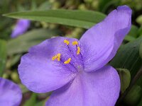 Tradescantia virginiana 3, Eendagsbloem, Saxifraga-Ab H Baas