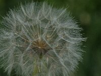 Tragopogon pratensis 100, Gele morgenster, Saxifraga-Jan van der Straaten