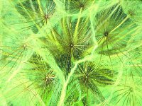 Tragopogon pratensis 79, Gele morgenster, Saxifraga-Jan Nijendijk