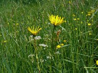 Tragopogon pratensis 91, Saxifraga-Hans Grotenhuis