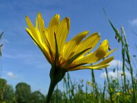 Tragopogon pratensis 93, Saxifraga-Hans Grotenhuis