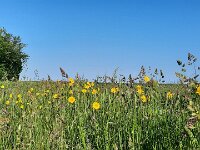Tragopogon pratensis 95, Gele morgenster, Saxifraga-Foto Fitis-Sytske Dijksen
