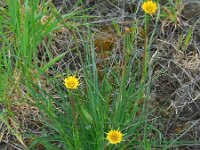 Tragopogon pratensis ssp minor 35, Kleine morgenster, Saxifraga-Ed Stikvoort