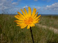 Tragopogon pratensis ssp orientalis 82, Oosterse morgenster, Saxifraga Peter Meininger