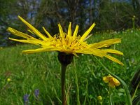 Tragopogon pratensis ssp orientalis 84, Saxifraga-Hans Grotenhuis