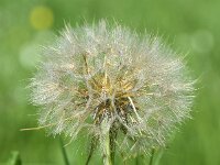 Tragopogon pratensis ssp pratensis 68, Gele morgenster, Saxifraga-Sonja Bouwman