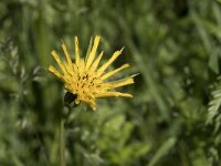 Tragopogon pratensis ssp pratensis 96, Gele morgenster, Saxifraga-Willem van Kruijsbergen
