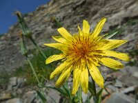 Tragopogon reticulatus 2, Saxifraga-Ed Stikvoort
