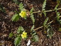 Tribulus terrestris 2, Saxifraga-Jasenka Topic