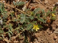 Tribulus terrestris 3, Saxifraga-Peter Meininger