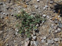 Tribulus terrestris 4, Saxifraga-Ed Stikvoort