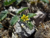 Tribulus terrestris 5, Saxifraga-Ed Stikvoort