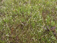 Trichophorum alpinum 3, Saxifraga-Hans Grotenhuis