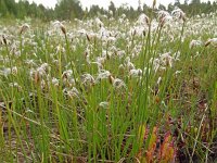 Trichophorum alpinum 4, Saxifraga-Hans Grotenhuis
