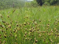Trichophorum germanicum 10, Veenbies, Saxifraga-Ed Stikvoort : Pierre de Haute