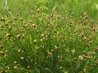 Trichophorum germanicum 13, Veenbies, Saxifraga-Ed Stikvoort : Pierre de Haute