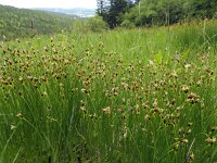 Trichophorum germanicum 7, Veenbies, Saxifraga-Ed Stikvoort : Pierre de Haute