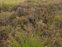 Trichophorum germanicum 9, Veenbies, Saxifraga-Ed Stikvoort : veengebied west van An Spidéal