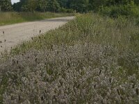 Trifolium arvense 13, Hazenpootje, Saxifraga-Jan van der Straaten