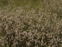 Trifolium arvense 14, Hazenpootje, Saxifraga-Jan van der Straaten