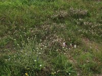 Trifolium arvense 34, Hazenpootje, Saxifraga-Hans Boll