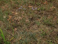 Trifolium arvense 37, Hazenpootje, Saxifraga-Hans Boll