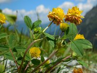 Trifolium badium 10, Saxifraga-Ed Stikvoort