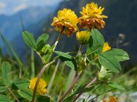 Trifolium badium 11, Saxifraga-Ed Stikvoort