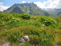 Trifolium badium 12, Saxifraga-Ed Stikvoort