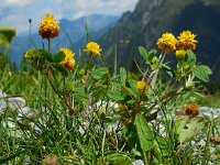 Trifolium badium 13, Saxifraga-Ed Stikvoort