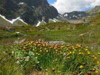Trifolium badium 14, Saxifraga-Ed Stikvoort