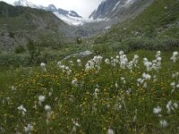 Trifolium badium 2, Saxifraga-Willem van Kruijsbergen