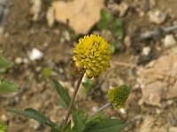 Trifolium badium 3, Saxifraga-Jan van der Straaten