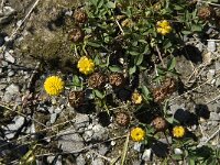 Trifolium badium 4, Saxifraga-Jan van der Straaten