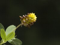 Trifolium badium 6, Saxifraga-Marijke Verhagen