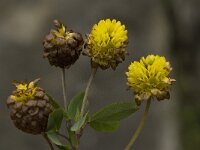 Trifolium badium 7, Saxifraga-Willem van Kruijsbergen