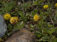 Trifolium badium 8, Saxifraga-Willem van Kruijsbergen