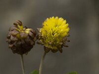 Trifolium badium 9, Saxifraga-Willem van Kruijsbergen