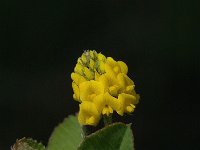 Trifolium campestre 1, Liggende klaver, Saxifraga-Marijke Verhagen