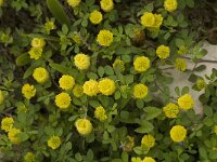 Trifolium campestre 10, Liggende klaver, Saxifraga-Jan van der Straaten