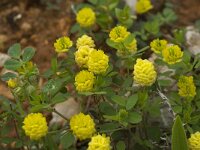 Trifolium campestre 11, Liggende klaver, Saxifraga-Willem van Kruijsbergen