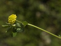 Trifolium campestre 12, Liggende klaver, Saxifraga-Jan van der Straaten