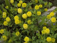 Trifolium campestre 13, Liggende klaver, Saxifraga-Willem van Kruijsbergen