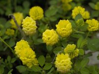 Trifolium campestre 14, Liggende klaver, Saxifraga-Willem van Kruijsbergen