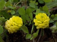 Trifolium campestre 15, Liggende klaver, Saxifraga-Willem van Kruijsbergen