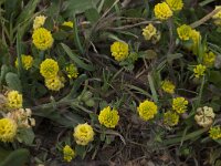 Trifolium campestre 16, Liggende klaver, Saxifraga-Willem van Kruijsbergen