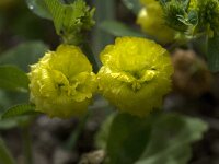 Trifolium campestre 17, Liggende klaver, Saxifraga-Willem van Kruijsbergen